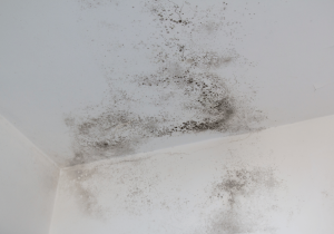 mold testing and identification find hidden mold in your home in london ontario professional mold inspection